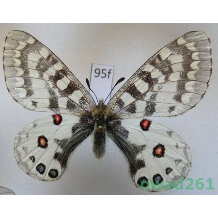 Parnassius orleans subsp. janseni Bang-Haas, 1938 China95f